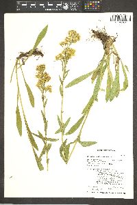 Solidago multiradiata image