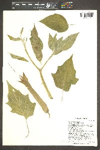 Datura wrightii image