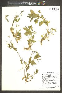 Alyssum simplex image