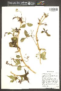 Parthenocissus inserta image