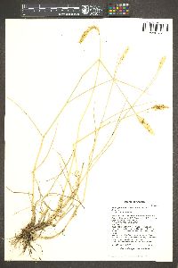 Agropyron cristatum image