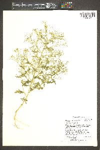 Dysphania graveolens image