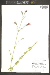 Silene laciniata image