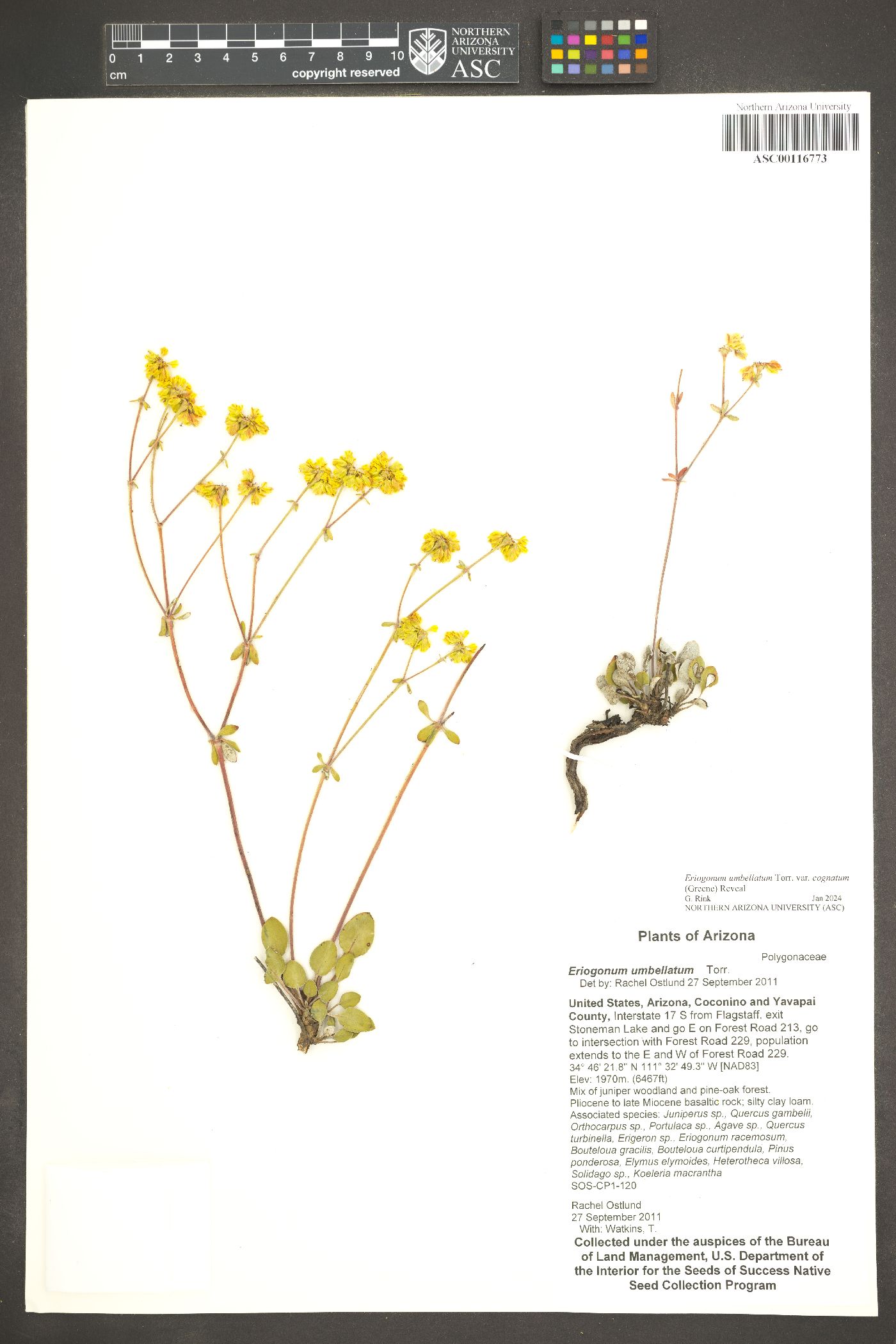 Eriogonum umbellatum var. cognatum image