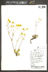 Eriogonum umbellatum var. cognatum image