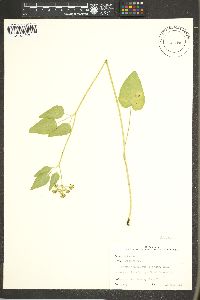 Thaspium trifoliatum image