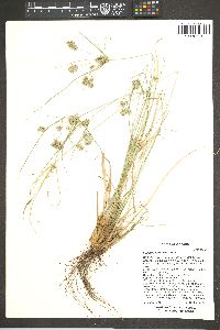 Cyperus retroflexus image