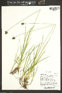 Carex nova image