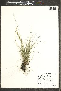 Festuca calligera image