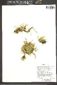 Cherleria obtusiloba image