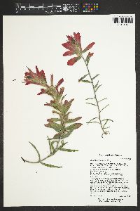 Castilleja integra image