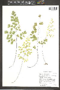 Adiantum capillus-veneris image