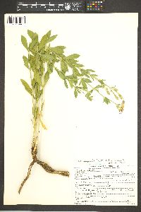 Silene laciniata subsp. greggii image