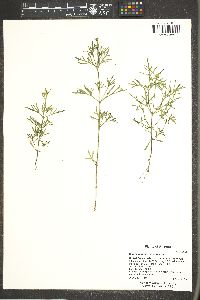 Heterospermum pinnatum image