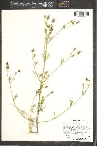 Heterosperma pinnatum image