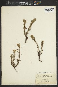 Castilleja applegatei image