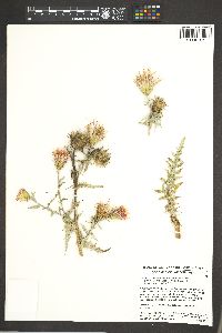 Cirsium arizonicum image