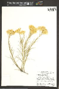 Ericameria nauseosa var. oreophila image