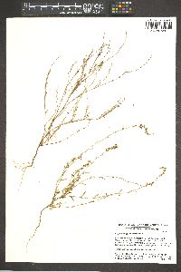 Polygonum sawatchense image