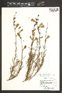Penstemon heterophyllus var. heterophyllus image
