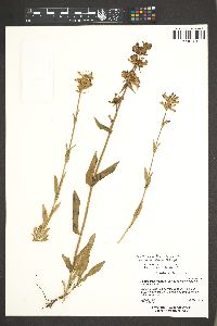 Penstemon rydbergii var. oreocharis image