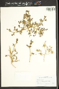 Trianthema portulacastrum image