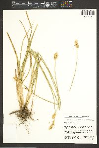 Carex fracta image