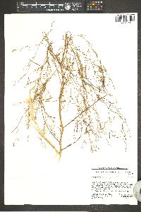 Gayophytum heterozygum image