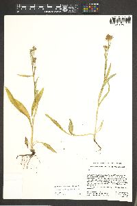 Symphyotrichum spathulatum image