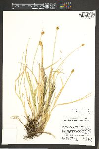 Carex athrostachya image