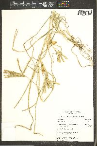 Eleusine africana image