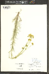 Hymenopappus filifolius var. pauciflorus image