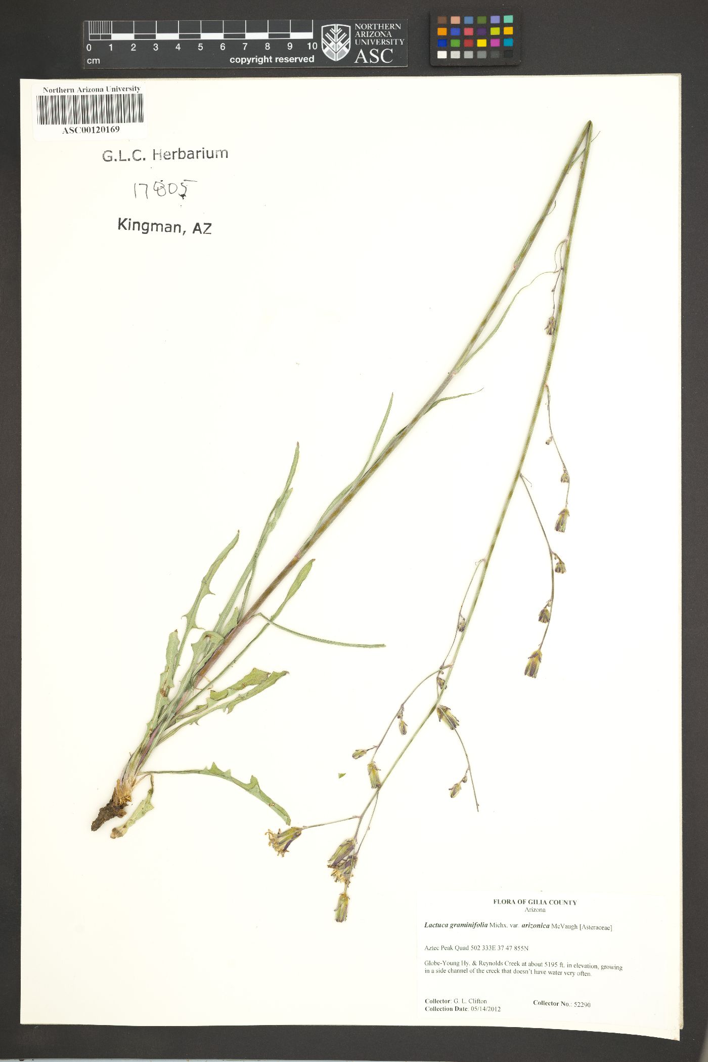 Lactuca graminifolia var. arizonica image