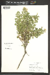 Ageratina wrightii image