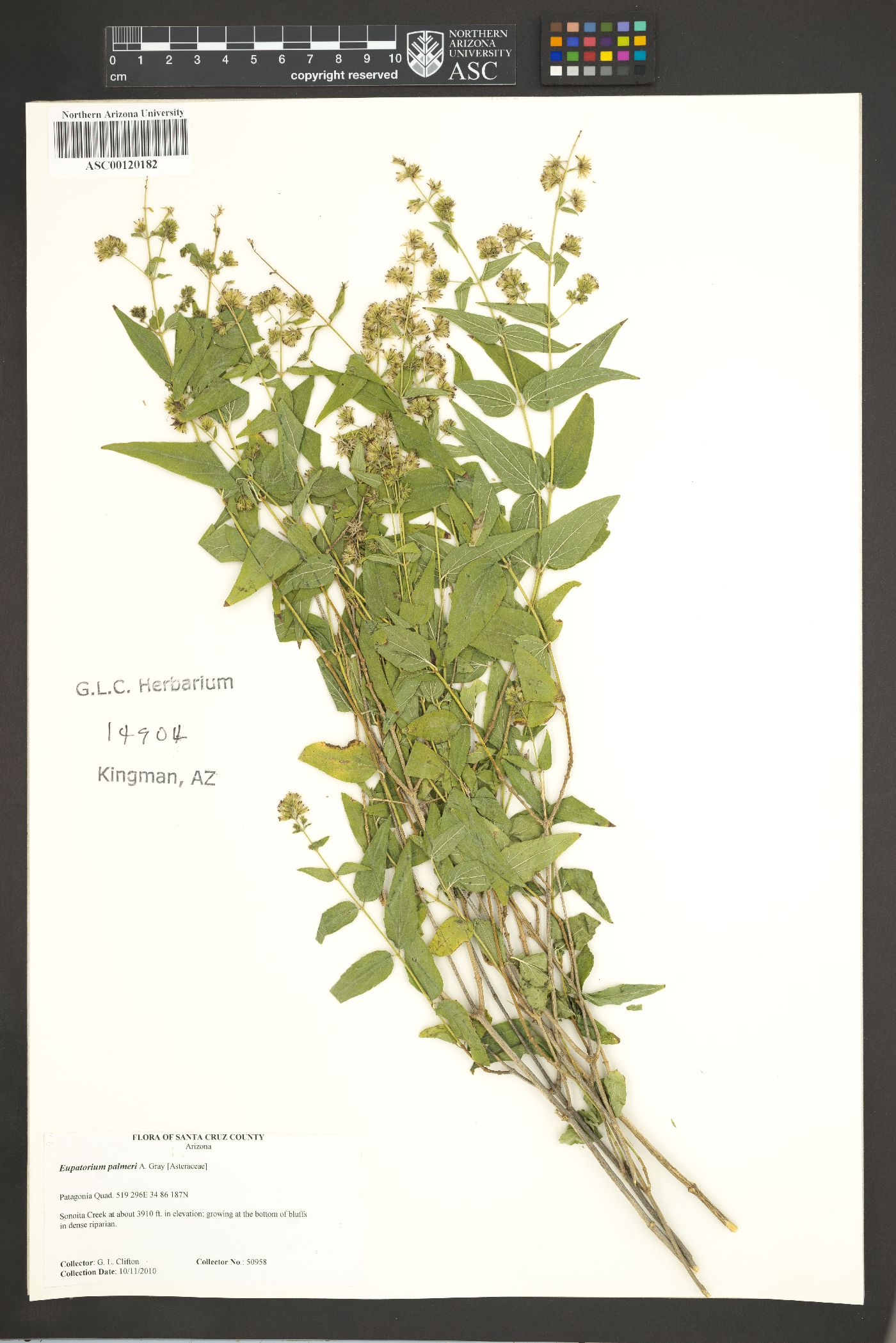 Eupatorium palmeri image