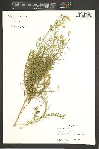 Ericameria laricifolia image