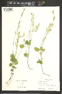 Carminatia tenuiflora image