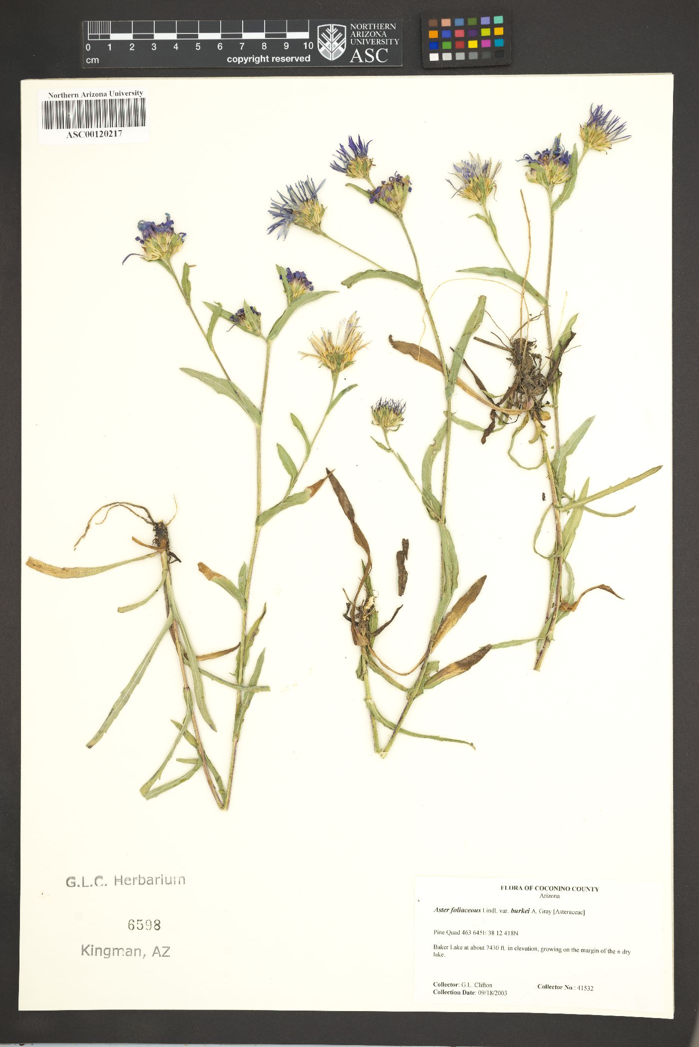 Symphyotrichum foliaceum var. canbyi image