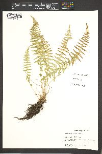 Woodsia phillipsii image