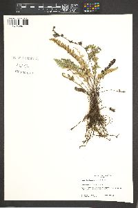 Myriopteris lindheimeri image