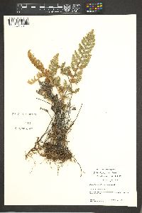 Myriopteris lindheimeri image