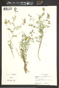 Astragalus humistratus var. humivagans image