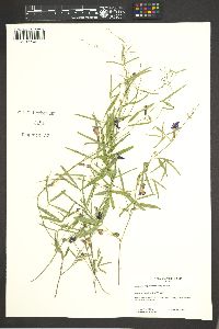 Cologania angustifolia image