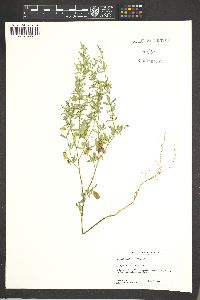 Crotalaria pumila image