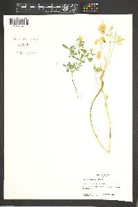 Crotalaria pumila image