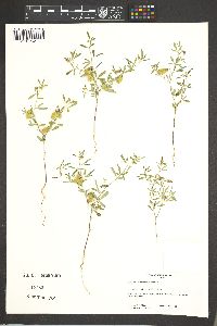 Crotalaria pumila image
