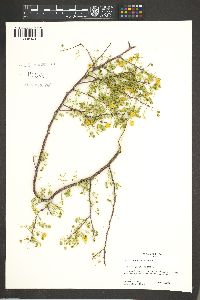 Acacia constricta image