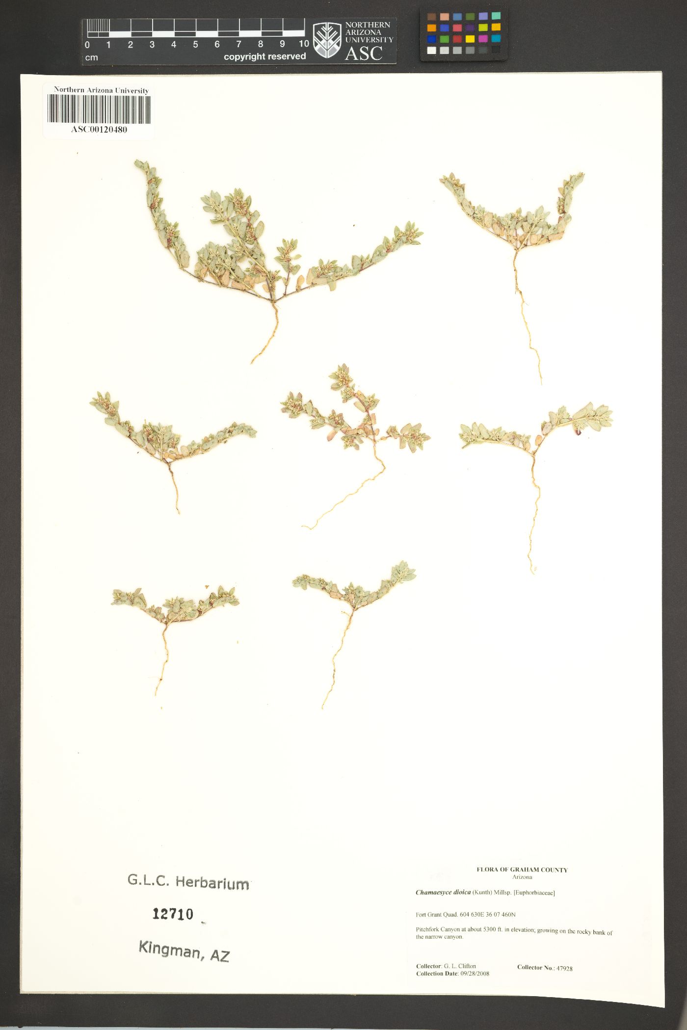 Euphorbia indivisa image