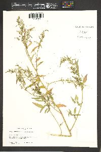 Chenopodium album var. album image