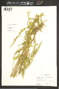 Chenopodium berlandieri image